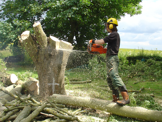 Tree Surgery Floras