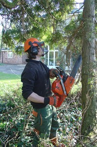 Floras Tree Surgery